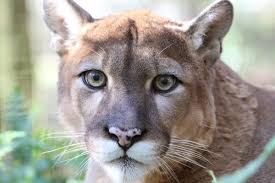 cougar