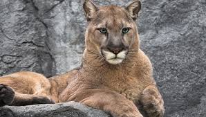 Cougar